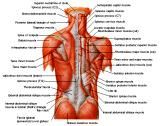 Anatomie: buikwand,rug,rugspier,buikspier,musculus obliquus,musculus transversus,musculus rectus,Poupart,ligamentum inguinalis,lattisimus dorsi,a. epigastrica,serratus anterior,trapezius,gluteus,teres major,teres minor,rhomboideus,supraspinatus,infraspinatus,levetor scapulae